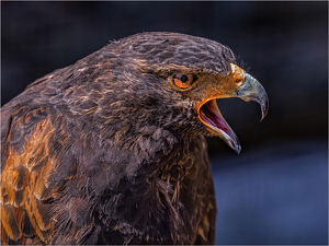 Screeching Hawk - Photo by Frank Zaremba MNEC