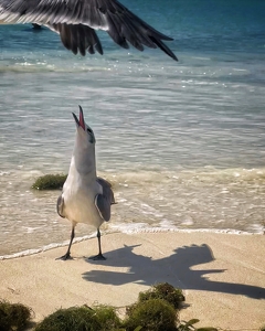 Sea Gulls at Play - Photo by Dolores Brown