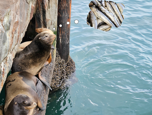 Sea Lion Dinner Dream - Photo by David McCary