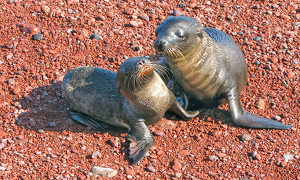 Sea Lion Pups - Photo by Louis Arthur Norton