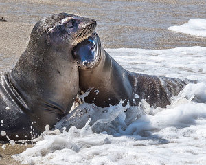 Class A 1st: Sea Lion Surf Snuggle by J. John Straub