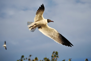 Seagull in Flight - Photo by Linda Fickinger