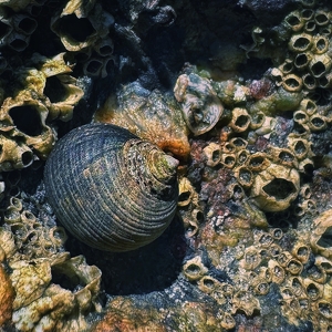 Seashells By The Seashore - Photo by Dolores Brown