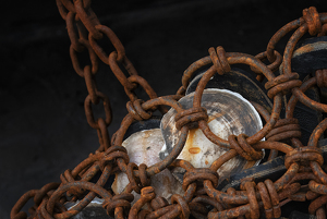 Seashells in Fishing Chains by Lorraine Cosgrove