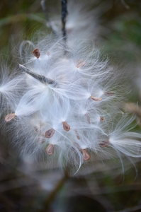 Class B 2nd: Seed Explosion by Cheryl Picard