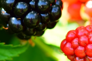 Selfie in a ripe blackberry - Photo by Nick Bennett