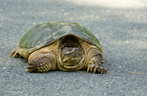 Senior Citizen On The Street - Photo by Marylou Lavoie