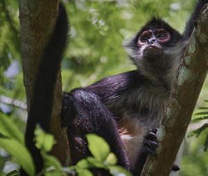 Settled Amongst the Tree Branches - Photo by Ben Skaught