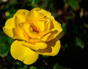 Shades of Yellow - Photo by Aadarsh Gopalakrishna