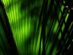 Shadow  on Palm - Photo by Alene Galin