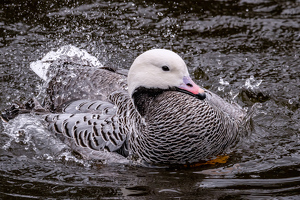 Shakin All Over - Photo by Bill Payne