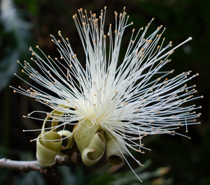 Shaving Brush Blossom - Photo by Kevin Hulse