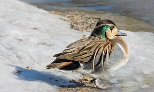 Shoulda Flown South! - Photo by Mark Tegtmeier