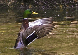 Show Your Wings - Photo by Quyen Phan