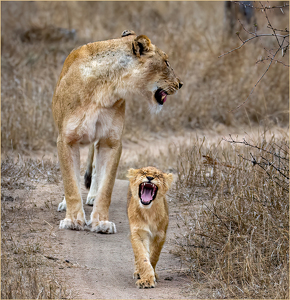 Showing off very sharp baby teeth by Susan Case