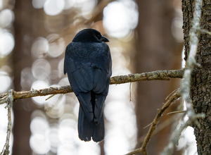 Shy of a Murder - Photo by Alison Wilcox