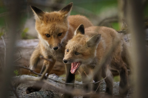 Sibling Rivalry - Photo by Jeff Levesque