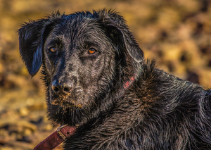 Sierra's day at the Beach - Photo by Jim Patrina