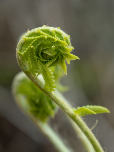 Class B 1st: Sign of Spring by Karin Lessard