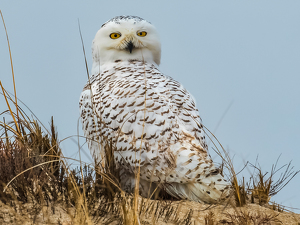 Silly Snowy - Photo by Libby Lord