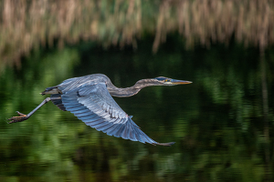 Simsbury Blue Heron by Bill Payne