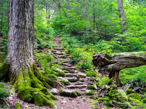 Class B HM: Simsbury Land Trust stairway by Robert McCue