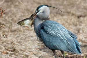 Simsbury Spear Fisherman - Photo by Bill Payne