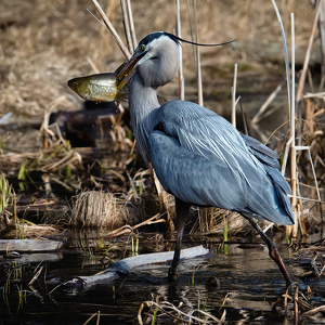 Simsburys Version of Spearfishing - Photo by Bill Payne