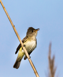 Singing Eastern Phoebe - Photo by Nancy Schumann