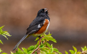 Singing in the rain - Photo by Tim Abbuhl