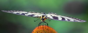 Sipping Sweet Nectar - Photo by Bob Ferrante