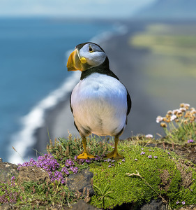 Sitting pretty - Photo by Bert Sirkin