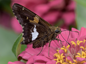 Salon HM: Siver Spotted Skipper by Frank Zaremba, MNEC