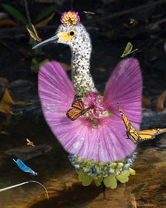 Sixteen Photos and One Wacky Bird - Photo by Eric Wolfe