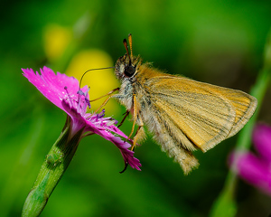 Skipper on Deptford Pink - Photo by John McGarry