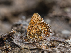 Skipper on ground - Photo by Frank Zaremba MNEC