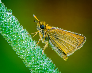 Skipper on Timothy by John McGarry