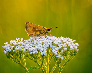 Salon 2nd: Skipper on Yarrow Early Morning by John McGarry