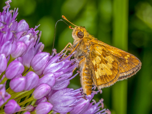 Skipper - Photo by Frank Zaremba MNEC