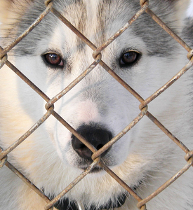 Sled Dog Wanting to Run - Photo by Eric Wolfe