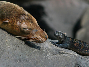 Sleepy and the Prankster - Photo by Eric Wolfe