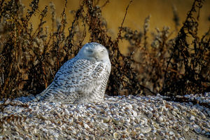 Sleepy Snowy - Photo by Jeff Levesque