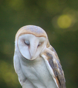 Sleepy Time - Photo by Harold Grimes