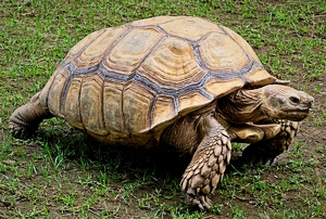 Slow Poke - Photo by Charles Hall