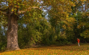 Small Man-Big Tree - Photo by Arthur McMannus