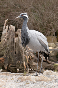 Smallest of the Crane family - Photo by Terri-Ann Snediker