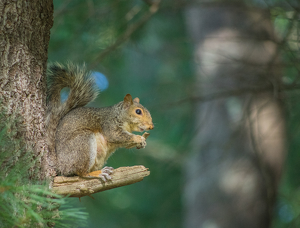 Class B HM: Snack Time by Marylou Lavoie