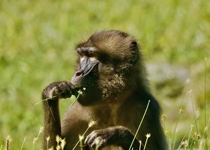 Class B HM: Snack Time by Quyen Phan