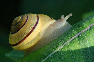 Class A 2nd: Snail in the Mouring Sun by Bill Latournes