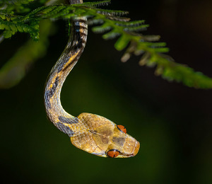 Snake eyes by Bert Sirkin